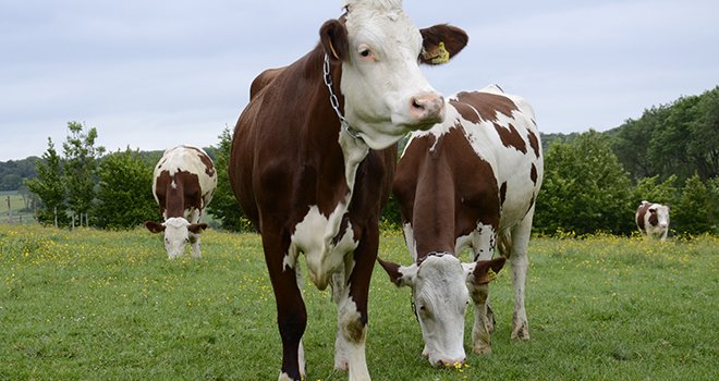 À partir des 500 hypothèses étudiées, quatre scenarii d’évolution possible de la filière lait de vache à l’horizon 2030 ont été construits. Photo : A.Cotens/Pixel image