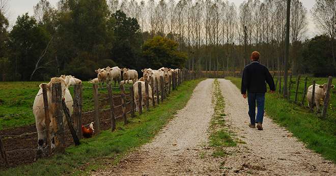 L'élevage de bovins viande représente 104.000 emplois direct en équivalents temps plein dans les exploitations agricoles. M. Lecourtier/Pixel image