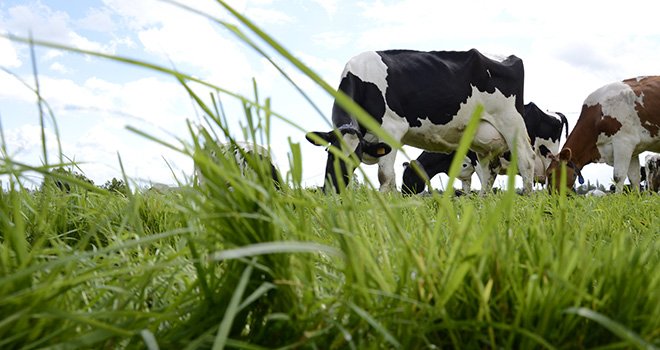 L'élevage de ruminants est responsable de 10% des émissions de GES en France. Photo : A. Cotens/pixel image