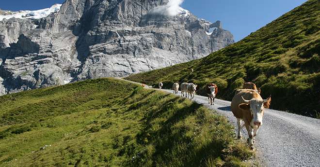 La FNPL craint de perdre des éleveurs en route si le prix du lait ne grimpe pas plus rapidement. Photo : ricky_68fr-fotolia