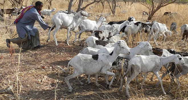 Le pastoralisme en Afrique de l'Ouest valorise différentes zones agroécologiques plus ou moins fertiles. Photo Antoine Hervé/Pixel image