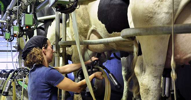 Le nombre global d’élevages actifs au Contrôle laitier a de nouveau baissé en 2014 alors que le nombre total de lactations a augmenté.  Photo : F.MILLION/CNIEL