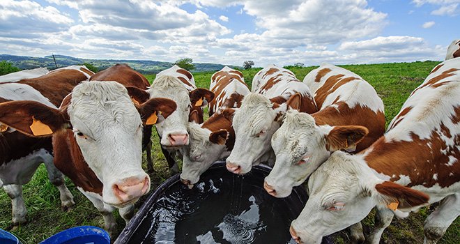 L’élevage laitier présente 3% du prélèvement d’eau en général pour l’abreuvement. Photo : Bernard 63-fotolia