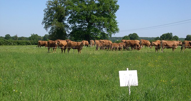 Dans un essai qui a duré 4 ans (2009-2012), six prairies multi-espèces ont été testées en grandes parcelles de 160 m2 et pâturées par 21 vaches limousines et leurs veaux. Photo P. Pelletier Arvalis