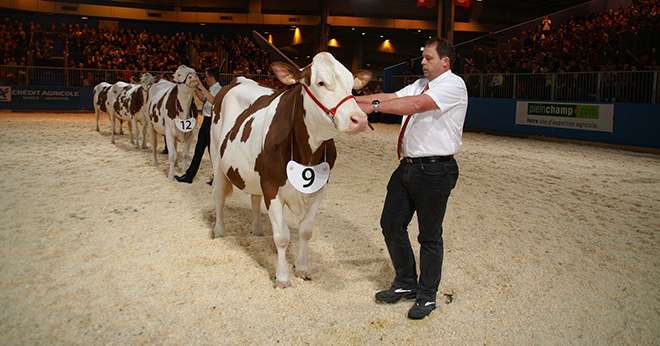 40 montbéliardes ont concourru cette année à Paris au Salon de l’Agriculture. La jurassienne Déferlante termine championne adulte. Photo: A. Coronel/Pixel image