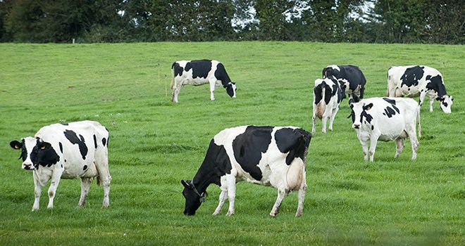 Le rythme des réformes laitières se poursuivra au moins jusqu’à la fin des quotas laitiers. Photo : C. HELSLY/CNIEL