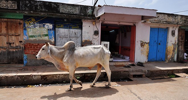 Les pays émergents sont pratiquement tous déficitaires en produits laitiers. Photo : PatrickMi-Fotolia