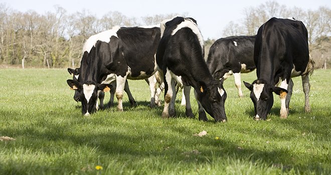 Les livraisons de lait en UE pourraient atteindre 158 Mt d’ici 2024, soit 12 Mt de plus qu’en 2014.  Photo : P. Dureuil/ CNIE