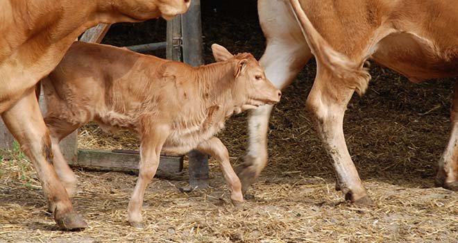 Malgré un léger fléchissement du nombre d'adhérents au Herd-book Limousin, le nombre de vaches cotisantes est en hausse. Photo : N. Tiers/Pixel image.
