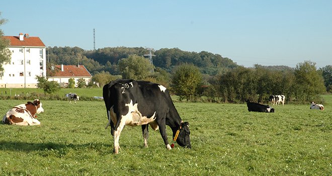 Les 40 vaches du système herbager passent en moyenne 246 jours/an au pâturage. Elles produisent 5 100 kg de lait/an avec zéro concentrés. Photo : H.Grare/PixeI Image.