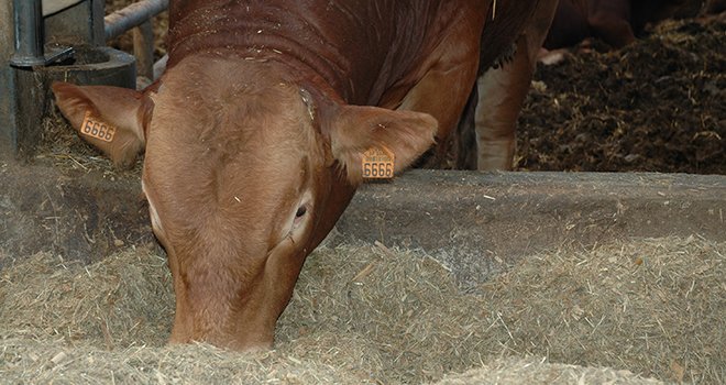 La région Champagne-Ardenne dispose des ressources alimentaires pour l'élevage de bovins. Photo : DR.