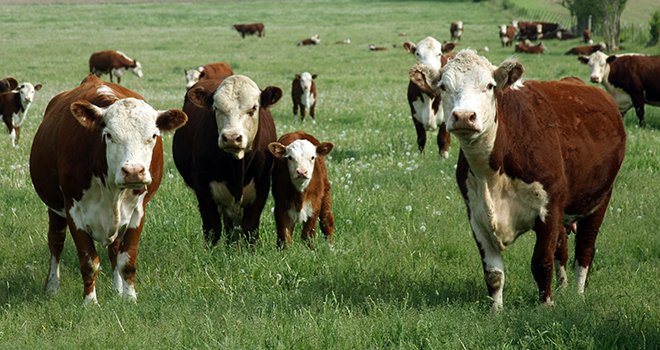 Croisée avec des femelles de race laitière, la race hereford donne des animaux petits et une viande rouge recherchée par les consommateurs français. Photo : Dave Willman-Fotolia.