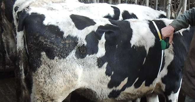 La mesure du tour de poitrine est réalisée à l’aide d’un ruban, ou barymètre, placé autour du thorax, derrière le garrot et les pattes avant. Photo : DR.