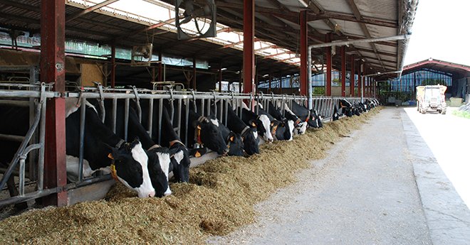 Parmi les 3600 adhérents du Clasel en Mayenne et Sarthe, il y a actuellement 100 troupeaux de plus de 100 vaches laitières. Photo : DR.