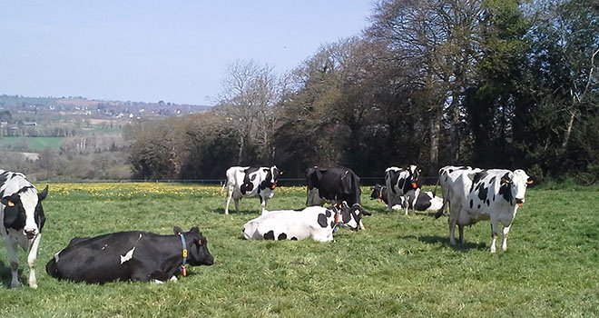 Depuis 3 ans, la ferme de Trévarez teste les effets de la répartition du concentré au cours de la lactation sur les performances des vaches laitières. Photo : Station expérimentale de Trévarez 