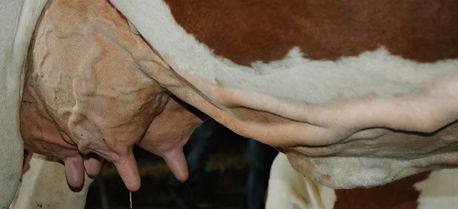 Au Brésil, une vache transgénique produit de l’ins