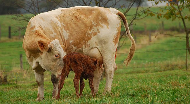Des chercheurs utilisant des données du contrôle laitier aux États-Unis prétendent que le sexe du veau a un effet important sur la lactation de la mère. Photo: M. Lecourtier / Pixel image