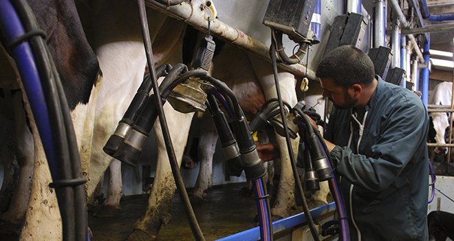 Alors que le nombre d'adhérents au Contrôle Laitier a diminué en 2013, le nombre de vaches contrôlées a, lui, augmenté. Photo : Ariane Citron/Fotolia