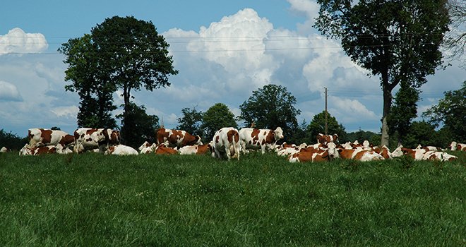 D’après les données de la BDNI, le cheptel de vaches laitières au 1er octobre 2013 était en hausse de près de 1% par rapport à octobre 2012. Le cheptel de génisses laitières est également en hausse (+0,7 %). Photo: D. Bodiou/Pixel image.