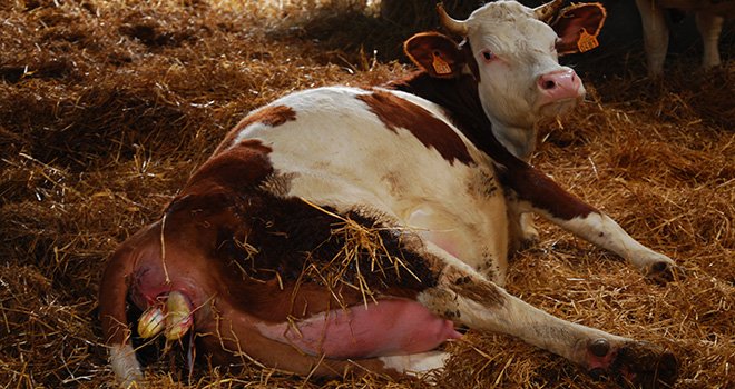 La diminution de l'âge au premier vêlage est un levier très efficace en bovins lait et viande pour réduire les émissions de gaz à effet de serre. Photo: Mathieu Lecourtier/Pixel image