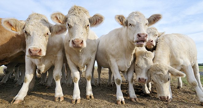 La production française de viande bovine devrait connaître cette année un rebond, fruit de la capitalisation laitière en 2013. Photo : Pascal Martin - Fotolia