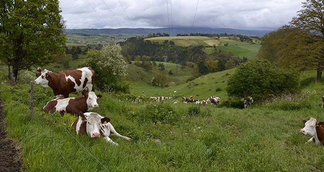 Dans le Jura, les Vosges, les Alpes du Nord et l'ouest du Massif-central, le taux de reprise des exploitations laitières est meilleur que la moyenne nationale, proche d'une installation pour quatre départs. Photo: Magalie Ballan/Pixel Image