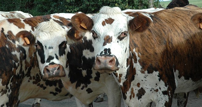 On compte en France deux millions de bovins normands. Il s’agit de la 3e race laitière française, ce qui permet à l’enseigne Flunch de disposer d’un volume conséquent. Photo: Hélène Sauvage