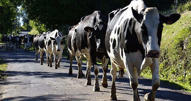 Près d’un million de vaches laitières seront à reloger d’ici 2025, estime l'Institut de l'élevage, qui vient de réaliser un chiffrage des besoins d'investissement en bâtiments pour les dix prochaines années. Photo : M.Ballan/Pixel image