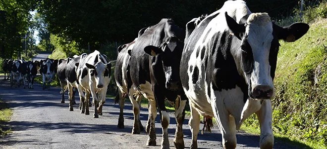 1 million de vaches laitières à reloger d’ici 2025