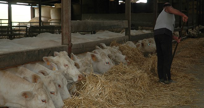 La filière viande bovine française est menacée par des accords commerciaux qui devraient ouvrir davantage le marché européen aux viandes des pays tiers (Canada, États-Unis, Brésil...). Crédit photo : H.Grare/Pixel Image