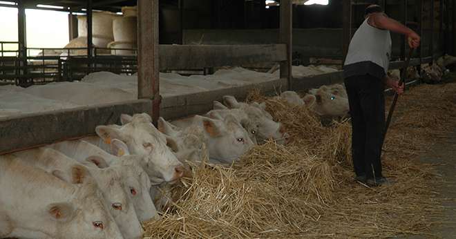 La filière viande bovine française est menacée par des accords commerciaux qui devraient ouvrir davantage le marché européen aux viandes des pays tiers (Canada, États-Unis, Brésil...). Crédit photo : H.Grare/Pixel Image