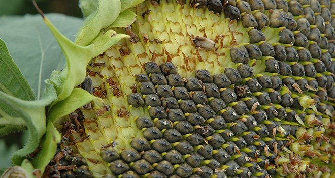 Les tourteaux de graines de tournesol sont plutôt riches en méthionine et en lysine. Photo : N. Tiers/Pixel Image.