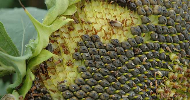 Les tourteaux de graines de tournesol sont plutôt riches en méthionine et en lysine. Photo : N. Tiers/Pixel Image.