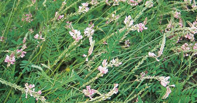 L'utilisation du sainfoin en alimentation est étudiée pour contenir le parasitisme des ruminants. Photo: M. Sagnes/Pixel image.