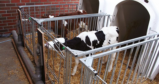 Le distributeur automatique de lait LifeStart, mis au point par la firme allemande Urban, permet d'automatiser l'alimentation des veaux dans la phase de logement individuel. Photo : Urban GmbH&Co.KG