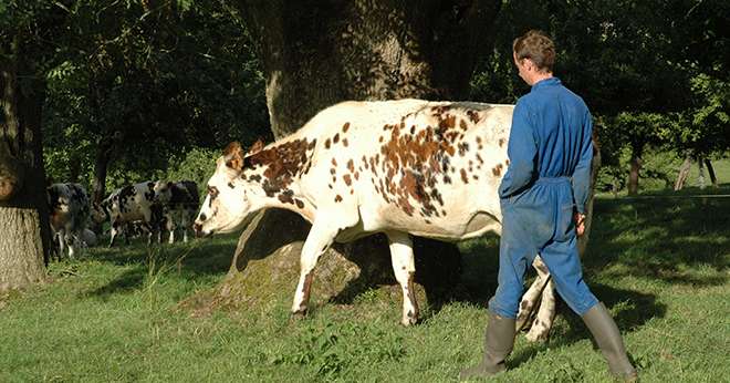 En Normandie, la part de quotas laitiers redistribués à de jeunes éleveurs atteint 27%. Crédit photo : H. Sauvage/Pixel Image