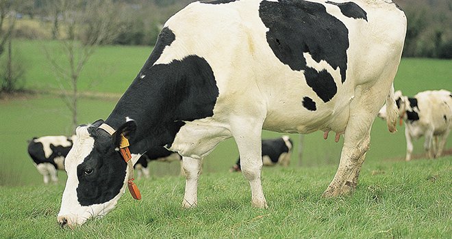 Depuis 2000, le cheptel breton s’est réduit de 10%, tandis que les livraisons de lait se sont accrues de 8%. Crédit photo : DR