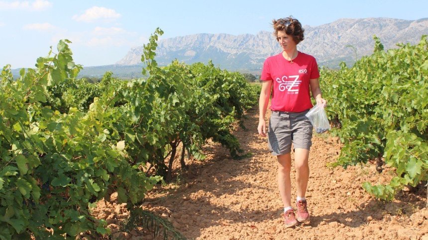 Marjolaine de Renty est consultante viticole à l’ICV Provence et suit les essais de couverts. Photo : ICV Provence