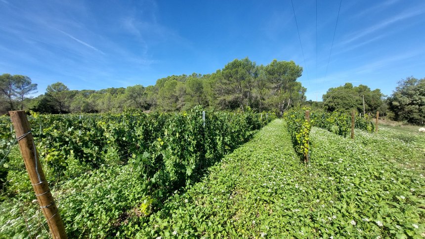 L'implantation des couverts suivis par l'ICV améliore la vitesse d’infiltration de l’eau dans le sol sur le long terme.  Photo : ICV Provence