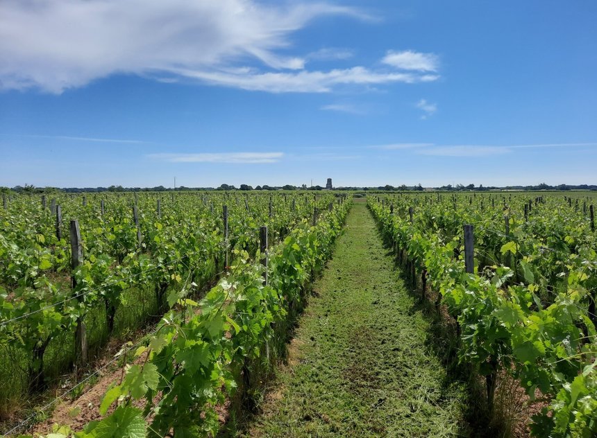 La ferme de l'Orée compte 26 hectares de vignes et 114 hectares de grandes cultures.