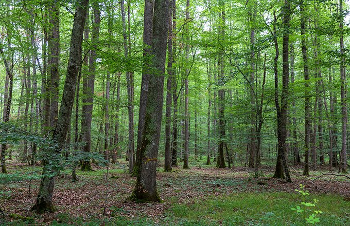 Oak forest at le TronÃ§ais in France.