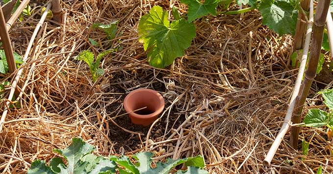 Le Domaine du Temps perdu utilise des oyas enterrés dans le sol pour l'irrigation de ses oliviers.