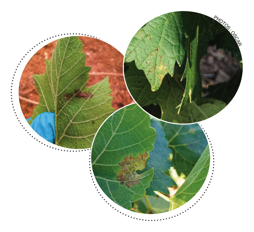 Les variétés résistantes ou plutôt tolérantes au mildiou expriment des symptômes différents de ceux connus par les cépages traditionnels.  Ci-dessus des symptômes de mildiou sur (1) souvignier gris, (2) vidoc, (3) cabernet cortis.