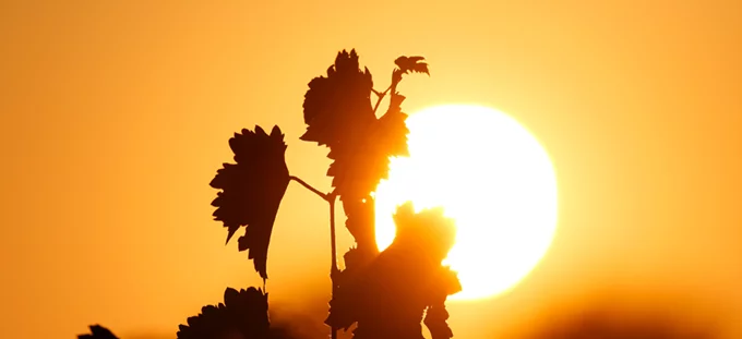 Le climat se réchauffe dans les vignes du Languedo
