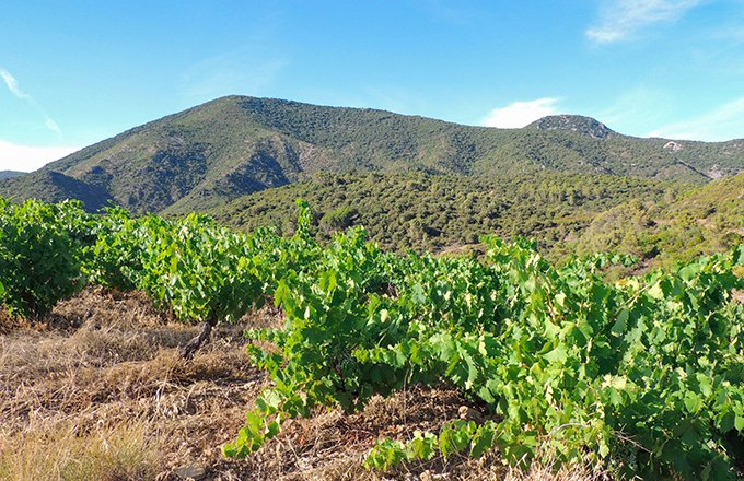 Les 12 hectares de vignes  sont regroupés sur des coteaux  schisteux, menés en agriculture biologique, non certifiés. Photos : S.Favre/Média et Agriculture