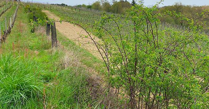 Les haies naturelles constituent une alternative aux contraintes de plantation. Le Chateau de Plaisance teste cette solution. Photo : Chateau de plaisance