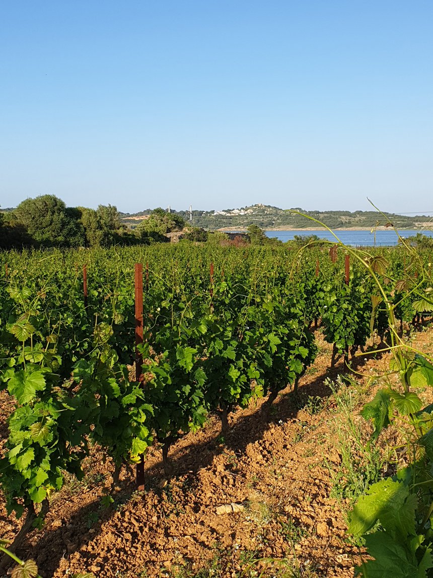 Au domaine du Champ des Sœurs, certaines parcelles de vigne ont vu sur l’étang de Leucate. En 2022, le vignoble s’étend sur 12 hectares situés entre 0 et 170 m d’altitude. Photo : Champ des Sœurs