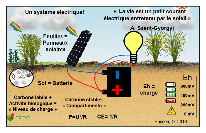 Pour le chercheur Olivier Husson, les systèmes sols/plantes se rapprochent des systèmes électriques solaires où feuilles des plantes sont des panneaux solaires et le sol une batterie capable de stocker des électrons et du carbone. 