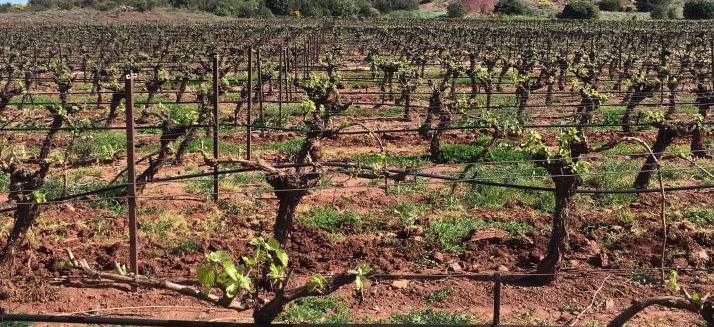 Tout savoir sur la fertirrigation de la vigne
