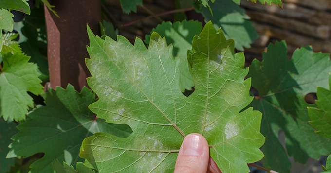 Closeup of vine grape leaf affected by Downy Mildew (Plasmopara